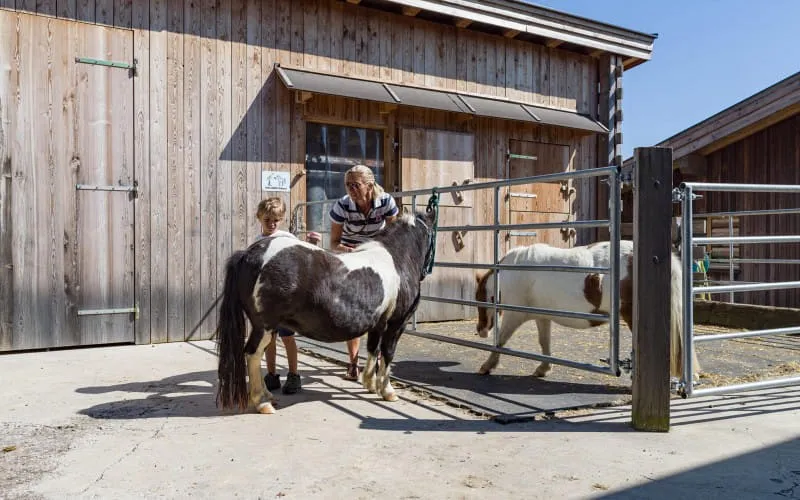 narzenhof_baernstetten_31_st_johann_09_2020_pony_striegeln_1.jpg