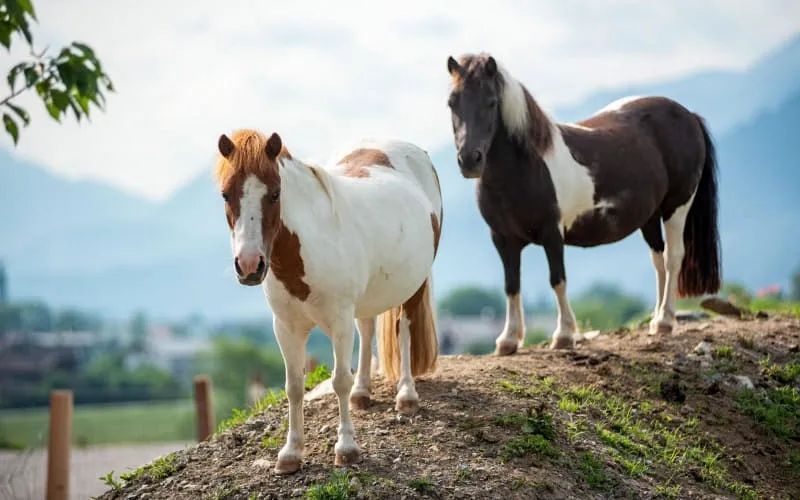 narzenhof_baernstaetten_6_st_johann_07_2019_ponys.jpg
