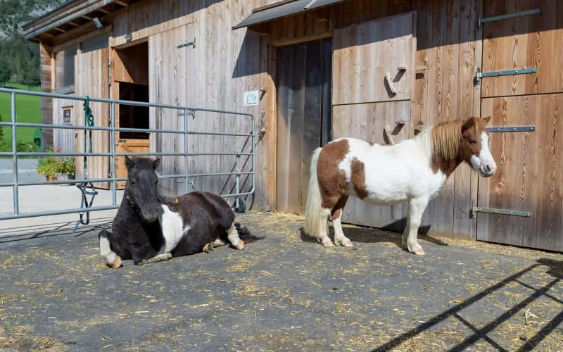 narzenhof_baernstetten_31_st_johann_09_2020_ponies.jpg